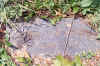 Mollie_Phelps_stone.jpg (97171 bytes)