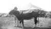 Lois_and_Cow.jpg (60761 bytes)